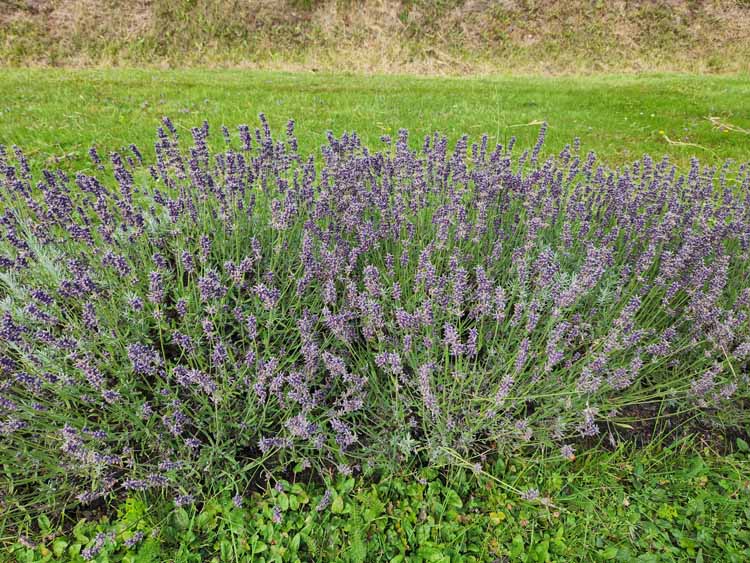 lavender farm